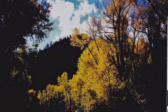 yellow leaves in foreground