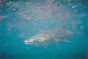 whale shark 3D