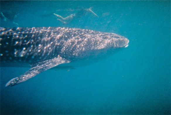 whale shark side with crystal