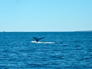 whale tail