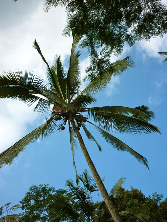 © Stephanie Glaser 2010