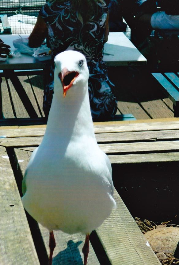 © Stephanie Glaser 2010