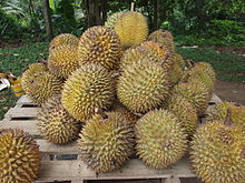 © Kalai: Wikimedia Commons