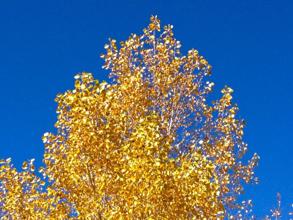 © Stephanie Glaser 2013