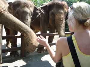 Here I am feeding and bonding with elephants in Bali. 
