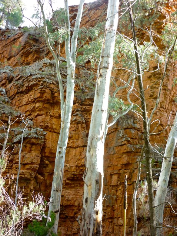 Eucalyptus trees contrast with the quartzite rock wall in the background at Alligator Gorge, Mount Remarkable National Park, South Australia. (2010)