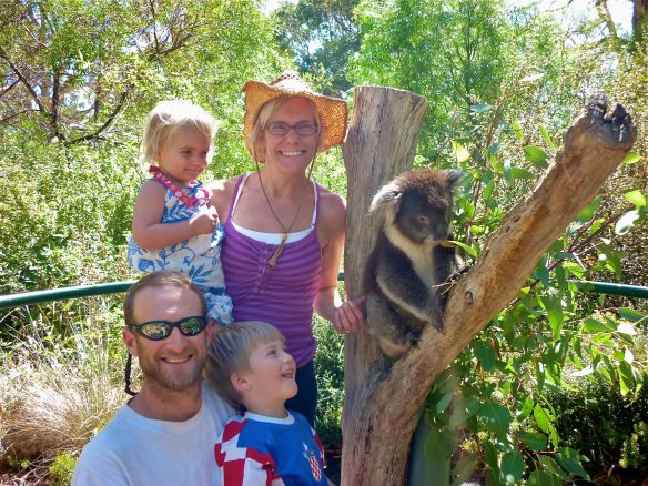 koala and family