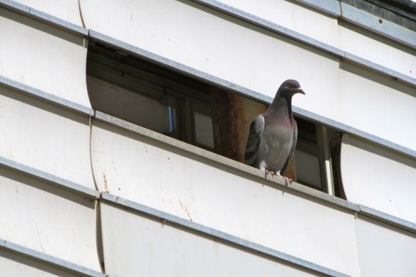 I take it back. Hoteland isn't completely abandoned. 