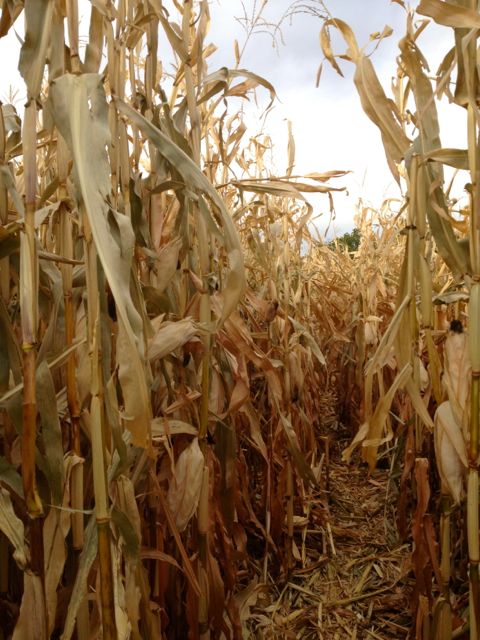 You could get lost in this....