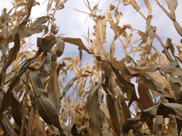 Getting swallowed in the maze.