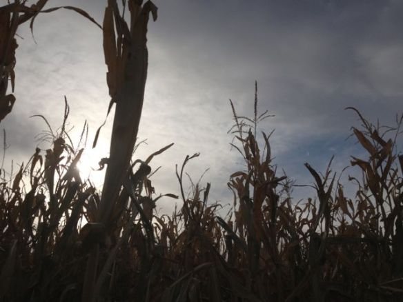 A kind of foreboding arrives with night. Too many Stephen King movies!