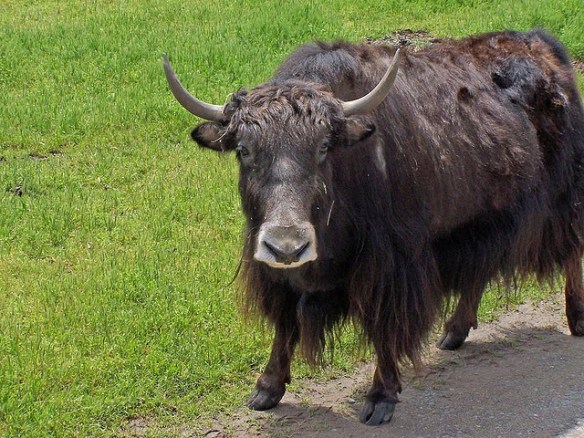 © Bruce Fingerhood; https://www.flickr.com/photos/springfieldhomer/